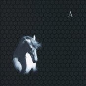 Обложка Аквариум – Сокол