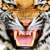 Обложка Ottosiderspunk – Crouching Tiger