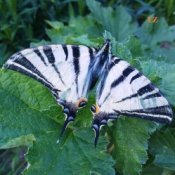 EiZ - I'm not asking for your Love