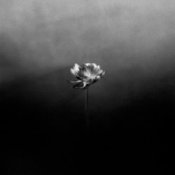 Обложка Little Simz – Young