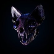 Обложка Darci – Wild Horse